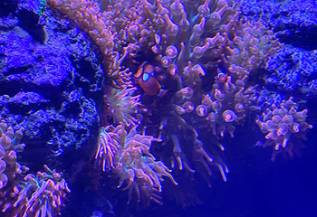凯恩斯水族馆第 65 张图片
