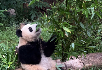 成都大熊猫繁育研究基地第 348 张图片