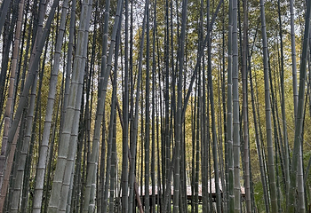 虎丘山风景名胜区第 319 张图片