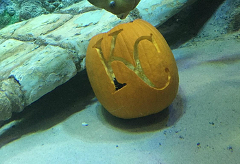 Sea Life Kansas City Aquarium第 9 张图片
