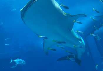 冲绳美丽海水族馆第 91 张图片