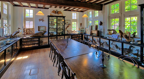 马斯特里赫特自然历史博物馆