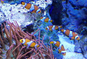 新加坡海洋生态馆第 44 张图片
