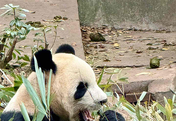 成都大熊猫繁育研究基地第 286 张图片
