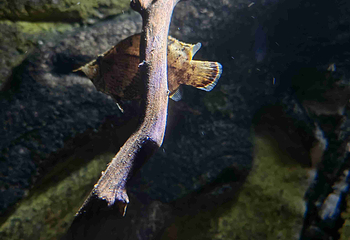 上海海洋水族馆第 192 张图片