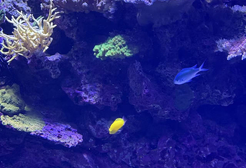 凯恩斯水族馆第 53 张图片