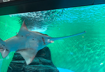 上海海洋水族馆第 135 张图片