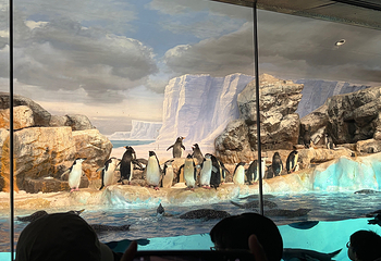 名古屋港水族馆第 32 张图片