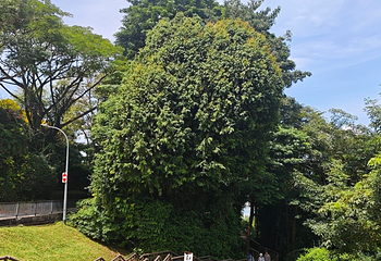 花柏山公园第 101 张图片
