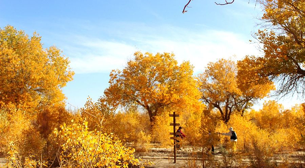 敦煌醉美胡杨林