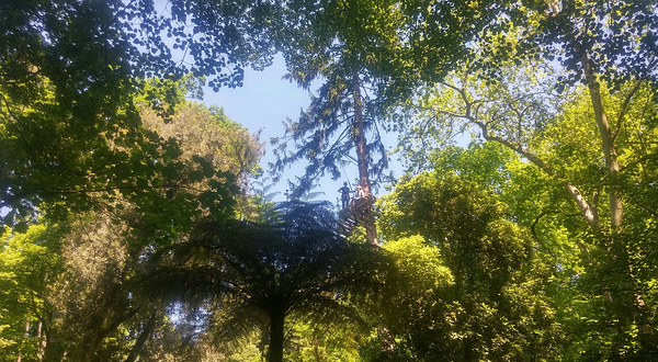 Treetops Adventure Belgrave