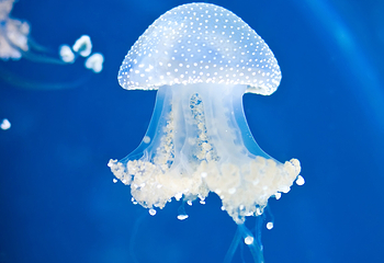 塞维利亚水族馆第 10 张图片