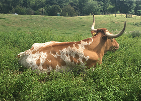 Marshalls Animal Park