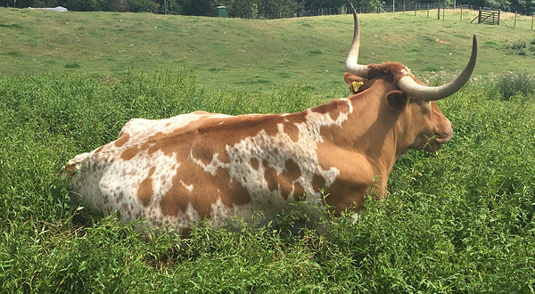 Marshalls Animal Park