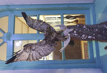 Karakol Historical Museum第 11 张图片