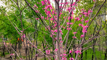 Basketbol'naya I Trenazhernaya Ploshchadka Na Vesnovke