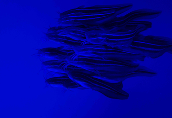 上海海洋水族馆第 171 张图片