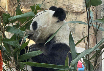 北京动物园第 88 张图片