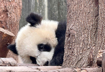 成都大熊猫繁育研究基地第 178 张图片