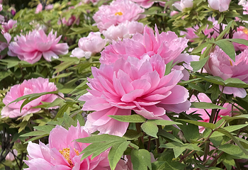 中国国花园第 79 张图片
