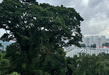 花柏山公园第 163 张图片