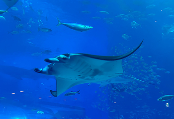 冲绳美丽海水族馆第 132 张图片