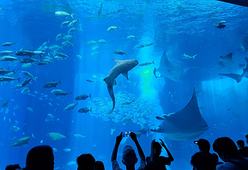 冲绳美丽海水族馆第 119 张图片