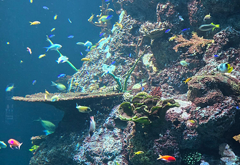 新加坡海洋生态馆第 116 张图片