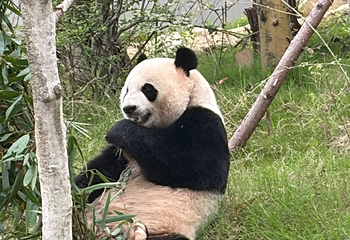 成都大熊猫繁育研究基地第 587 张图片