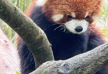 成都大熊猫繁育研究基地第 525 张图片