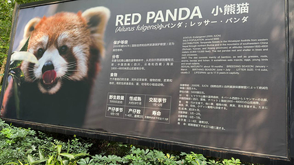 成都大熊猫繁育研究基地第 427 张图片