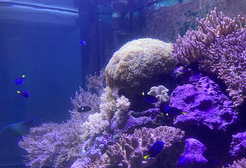 台湾海洋生物博物馆第 43 张图片