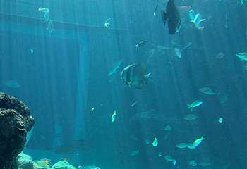 冲绳美丽海水族馆第 200 张图片