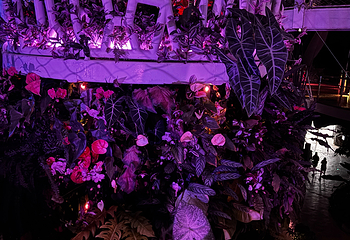 上海温室花园第 301 张图片
