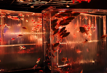 银座艺术水族馆美术馆第 33 张图片