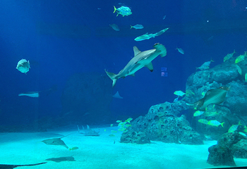 丹麦国立水族馆第 33 张图片