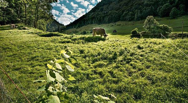 恩特勒布赫教科文生物圈公园