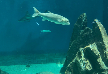 热那亚水族馆第 13 张图片