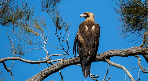 Coombabah Lakelands Conservation Area