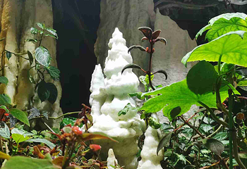 新加坡滨海湾花园第 517 张图片