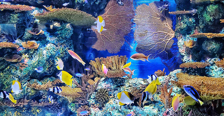 上海海洋水族馆第 95 张图片