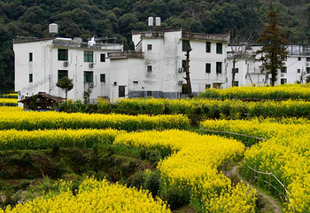 江岭景区第 85 张图片
