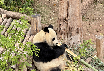 成都大熊猫繁育研究基地第 175 张图片