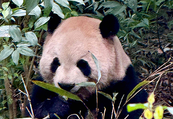 成都大熊猫繁育研究基地第 221 张图片