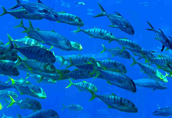 三亚亚特兰蒂斯失落的空间水族馆第 250 张图片