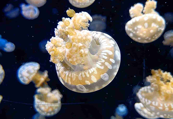 新加坡海洋生态馆第 53 张图片