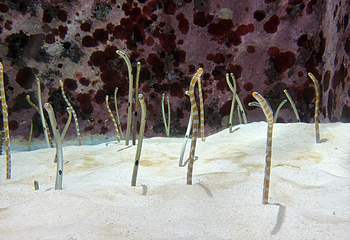冲绳美丽海水族馆第 112 张图片