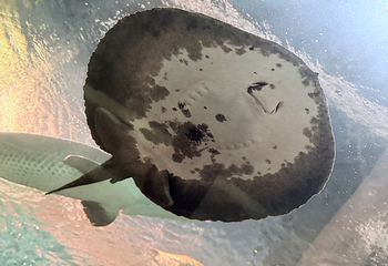 上海海洋水族馆第 205 张图片