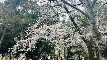 武汉大学第 63 张图片