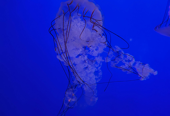 新江之岛水族馆第 27 张图片